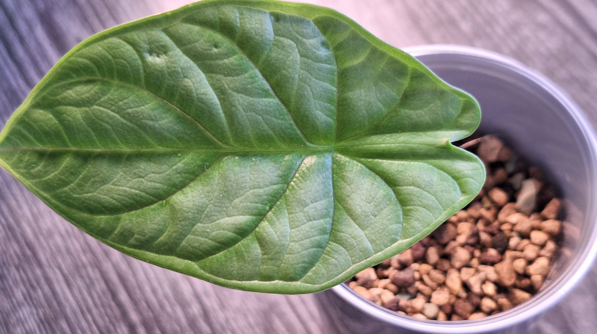 Пересадка малышки Серебряный дракон, как я укореняю клубни алоказий смотреть онлайн