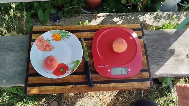 Мої Кондоренята:) Персик Кондор(Condor Peach) 2024