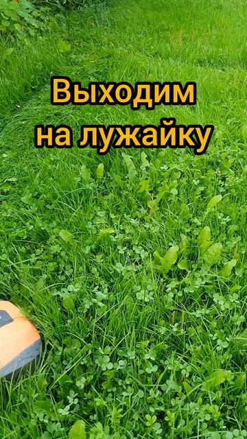 Надоело косить траву на даче? Мне тоже! #robokos #дача #газо смотреть онлайн