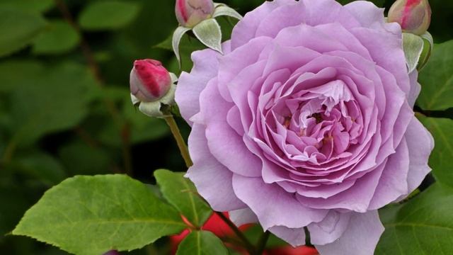 Сердечные пожелания с Днем Рождения Музыкальная откр? смотреть онлайн