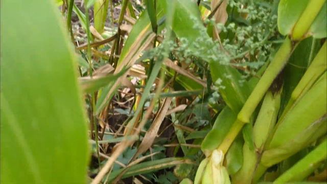 Зелёные помидоры квашу,готовлю кислячку из алычи,день смотреть онлайн