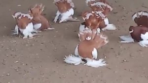 Статные Голуби Петропавловска