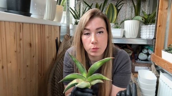 Гниль на листьях санс #сансевиерия #сансы #sansevieria #боле?