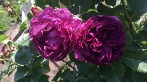 Роза Минерва- Minerva