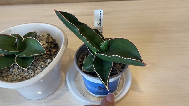 Сансевиерия Самурай