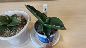 Сансевиерия Самурай