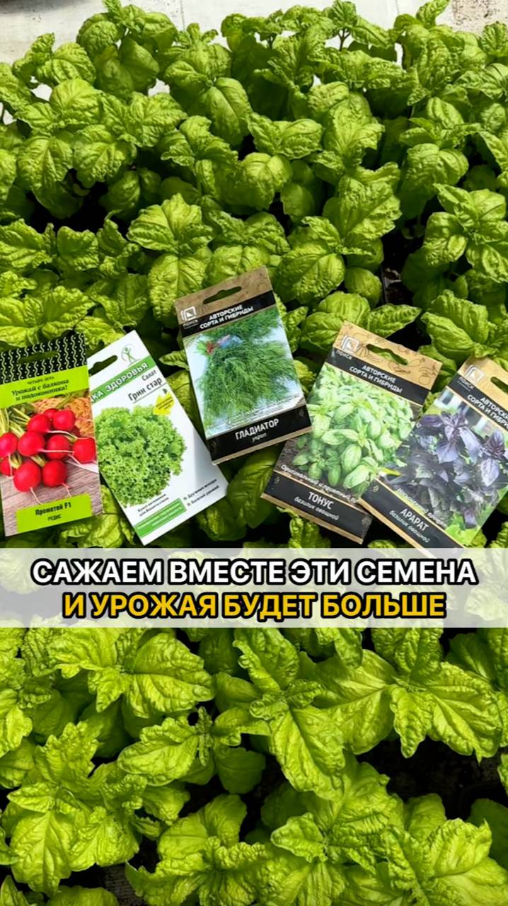 Сеем эти семена для БОЛЬШОГО УРОЖАЯ.