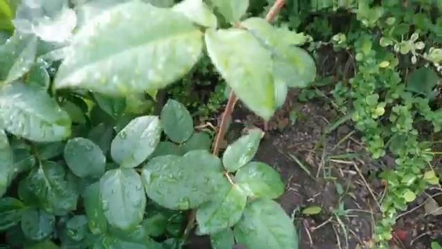 Роза Xavier de Fraissinette (Ксавьер де Фрассинет). Татарстан. Ка? смотреть онлайн