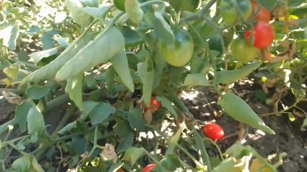 #томат,,Кнопка,,