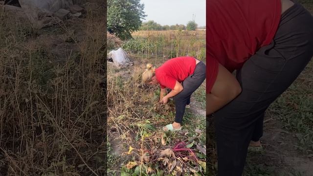 Сбор урожая буряка (свеклы) смотреть онлайн