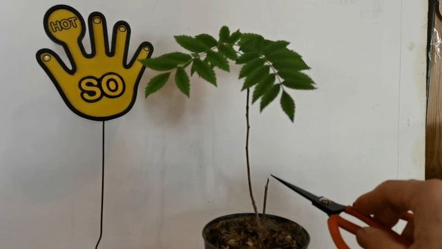 Как укоренить черенок Рябины? смотреть онлайн