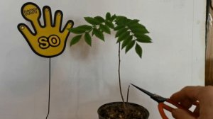 Как укоренить черенок Рябины?