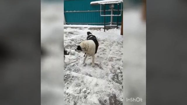 Термоядерная собака рада зиме. Сугроб во дворе  3 ноября. Видео сделал муж.