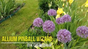 Декоративные луки (аллиумы) высокорослые: обзор сорто?