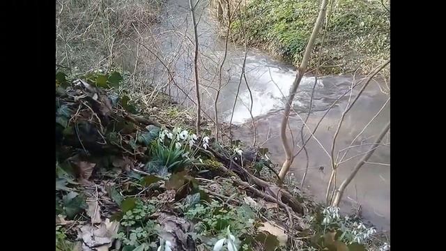 Подснежники. Севастополь.