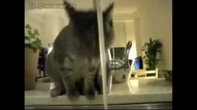 Коты и кошки!ТОПОВАЯ подборка май 2017!Cats and cats! TOP selection may 2017! смотреть онлайн