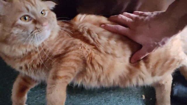 Котейку вам в шортс. Его зовут Персик