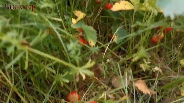 #собака#кошка#клубника#смешное#хутор Собираю дикую клубнику с дикими зверями, смотреть онлайн
