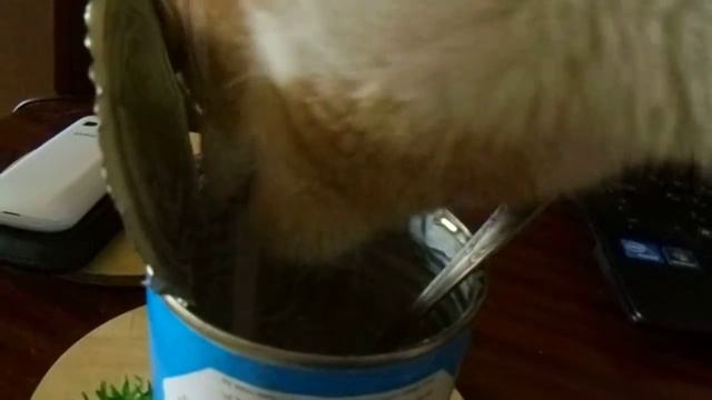 Кот и сгущенка смотреть онлайн