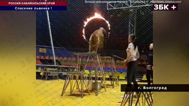 12 +  ЦИРКОВЫМ АРТИСТАМ ИЗ ЗАБАЙКАЛЬЯ ДОВЕРИЛИ ВЫХАЖИВАНИЕ СПАСЕННОГО ЛЬВЕНКА