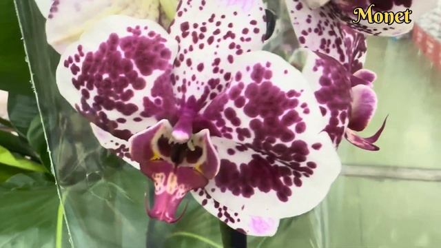 💙💛ОРХОНАСОЛОДА🙌🤩Свіжа поставка ОРХІДЕЙ від Scenza?