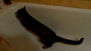 кошка какает стоя