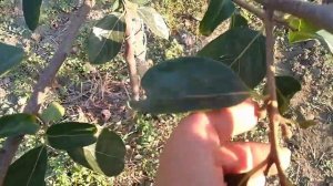 ХУРМА. ПЕРВОЕ ПЛОДОНОШЕНИЕ.