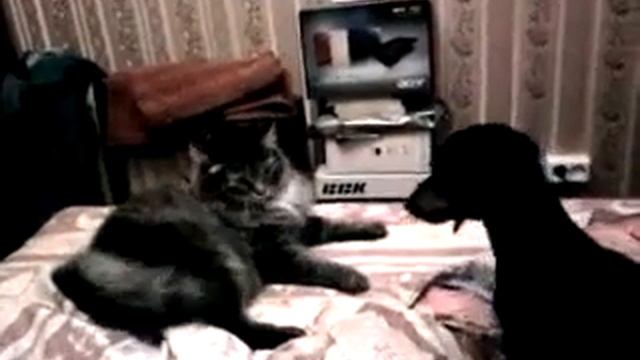 животные милое создание зоопарк веселье прикол 45