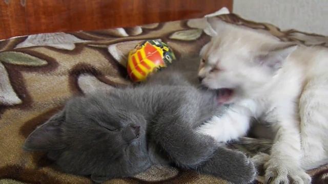 СПОКОЙНОЙ НОЧИ ОТ КОТЕНКА ЭДИК смотреть онлайн