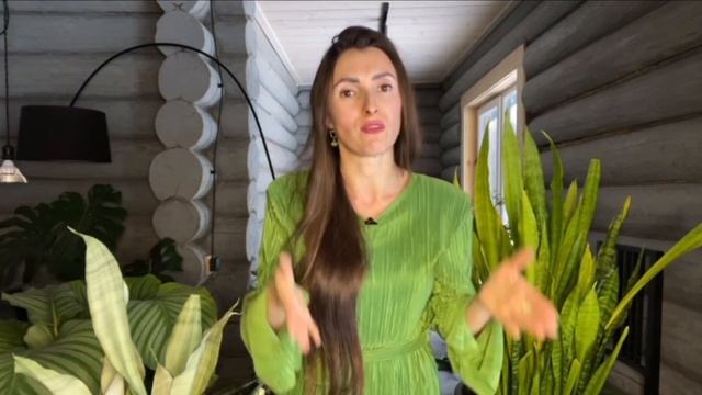 Сансевьера в интерьере смотреть онлайн
