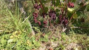 Столовый виноград Свенсон Ред в конце сентября 2024 под