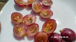 Виноград Маша. 19 июля 2024 г