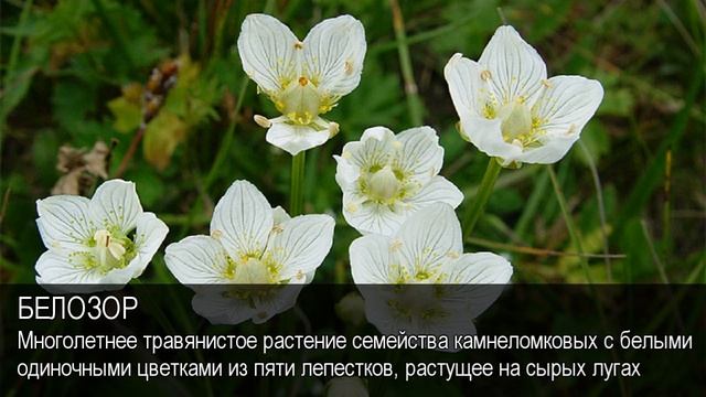 Белозор. Толковый Видеословарь русского языка