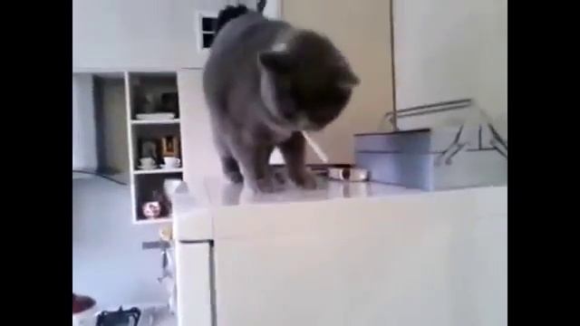 Кошки прикол  Кот и сигареты