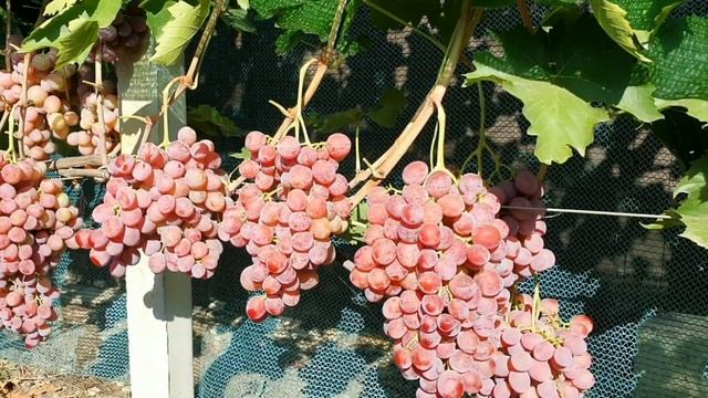 Дюжина 2023 смотреть онлайн