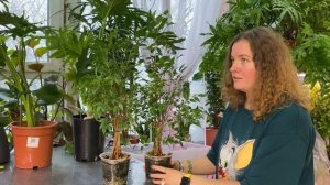 Листопад у Бенджамина: почему у фикуса сыпятся листья