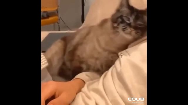 Лучшие приколы за день | 5 марта | best coub daily #24 смотреть онлайн