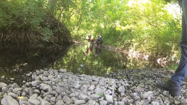 KOVI глохнуть в калюжках лосі валять