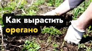 Как вырастить орегано на даче - выращивание орегано в огороде (её ещё называют душица)