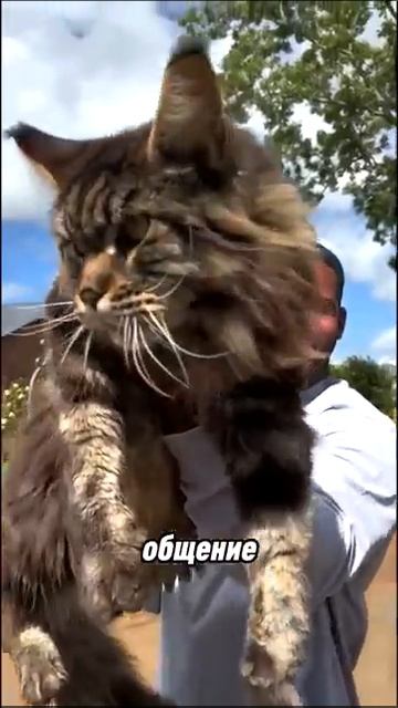 Самая большая кошка в мире смотреть онлайн