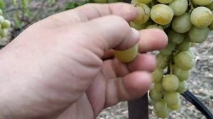 сорт винограда Ленд Крузер ( Autumn King)