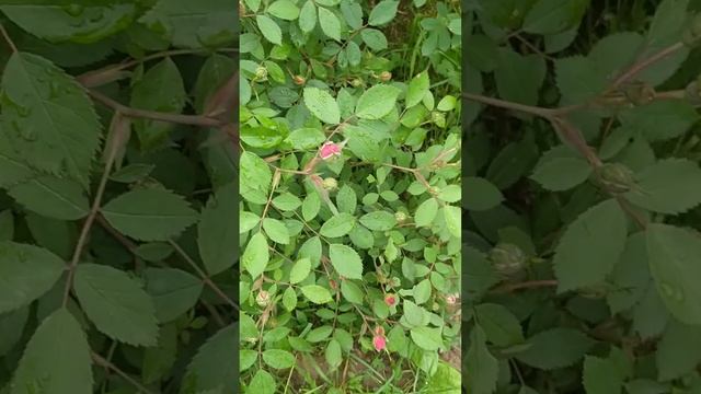 Роза канадская Джон Дэвис 4года 12 июня 24 г