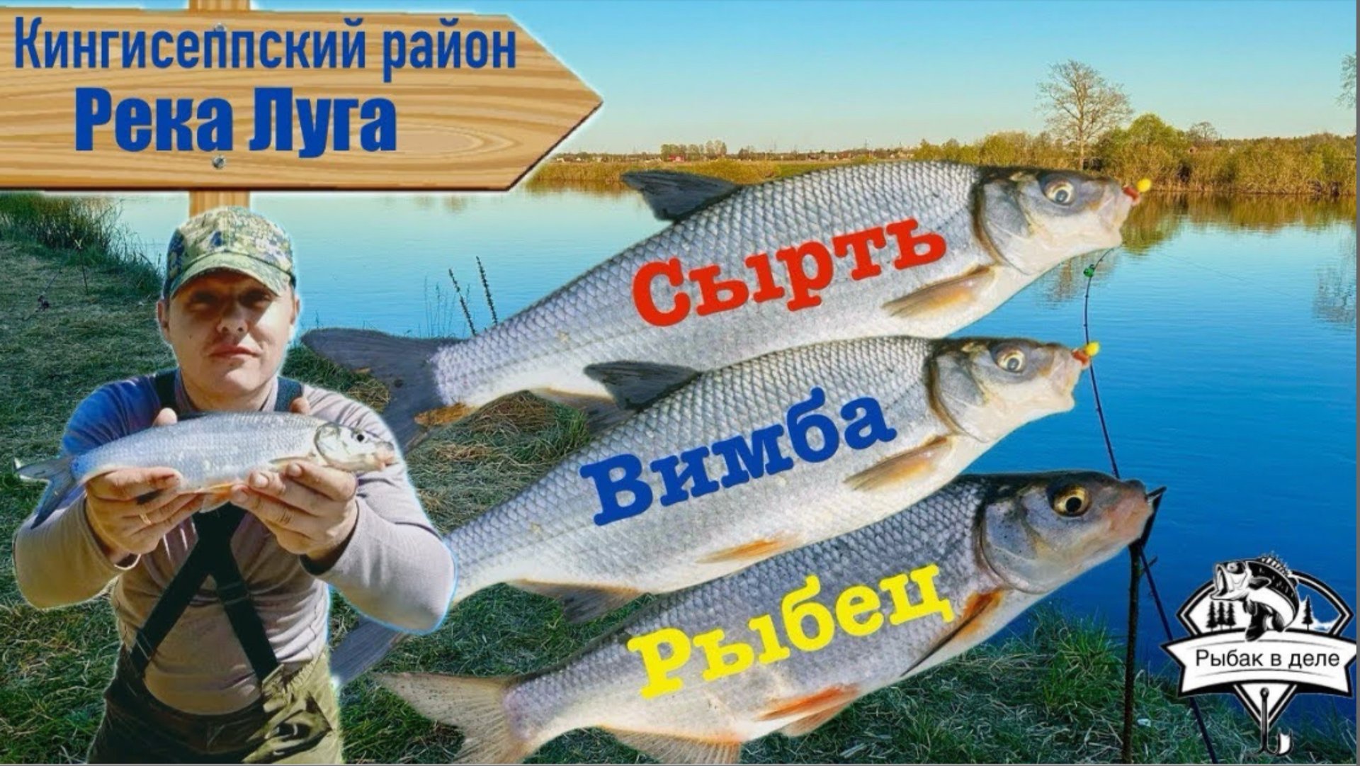 СЫРТЬ ПОШЛА! Ловля Сырти, Вимбы или Рыбца на реке Луга!Отличный клев Сырти.#сырть#вимба#рыбец смотреть онлайн