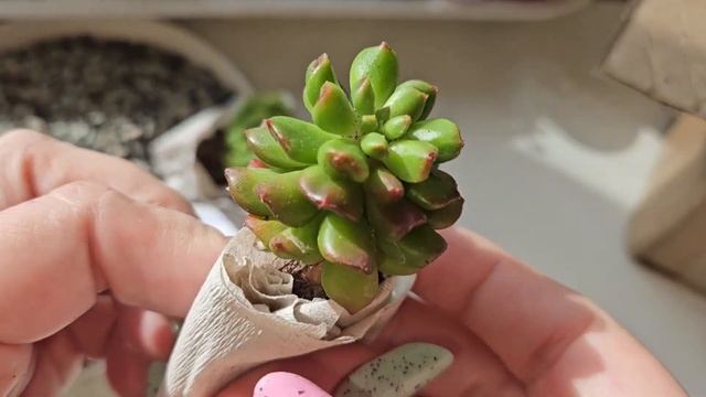 Распаковка для садика из суккулентов