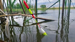 Это монстр! Рекорд на удочку в диком лесу! Трофейная рыбалка на поплавок