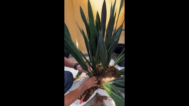 Деление сансы S.t. Bandet Nelsonii #сансевиерия #sansevieria #сансы