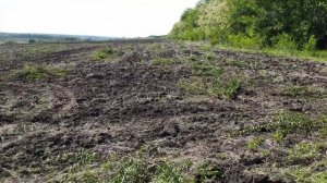 Корчевание молодых деревьев на поле. МТЗ 80 с самодельн