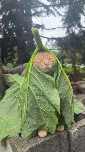 Котик в листике кафует