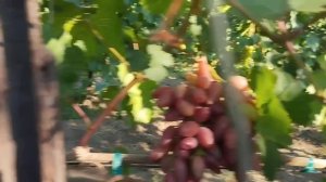 Виноград Маэстро и 555 Фреш мускат 13 июля 2024. Виноградни