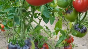 Томат KAS-21 сорт который показывает себя только после 100